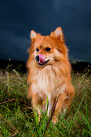 FurBaby Portfolio