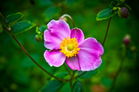 Petal Portfolio